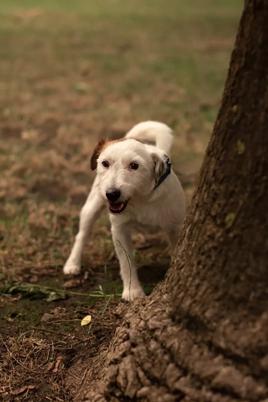 Dzhek (Джек), male young Mixed Breed for adoption at Happy Paw Odesa