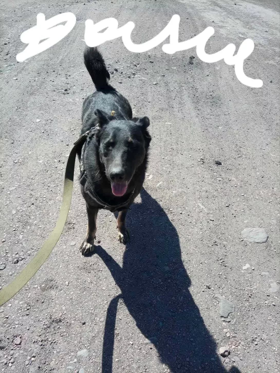 Dana (Дана), female 4yo Mixed Breed for adoption at Happy Paw Odesa