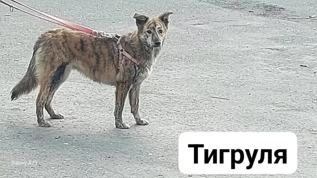 Tigrulya (Тігруля), female 4yo Mixed Breed for adoption at Happy Paw Odesa