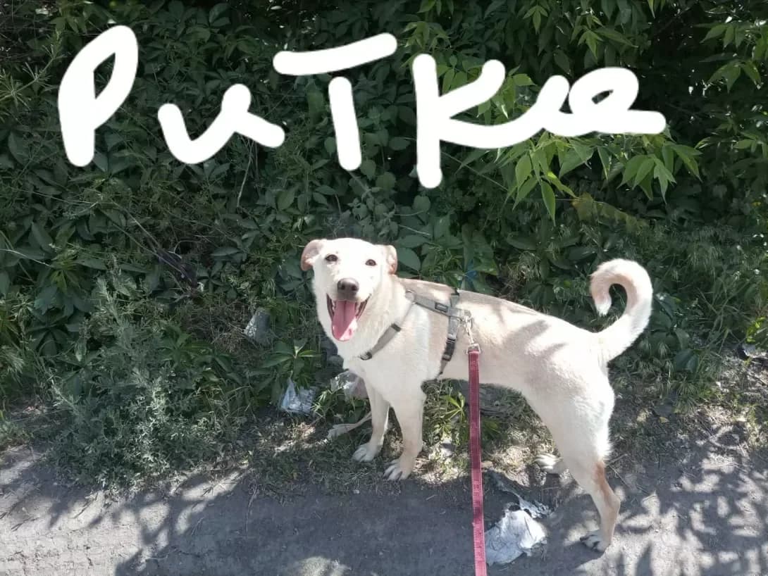Ritka (Рітка), female 4yo Mixed Breed for adoption at Happy Paw Odesa