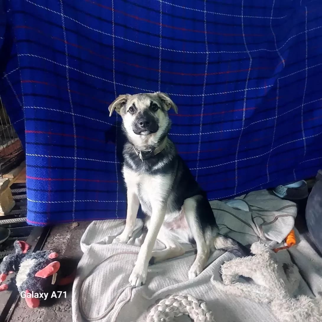 Borka (Борька), male 3yo Mixed Breed for adoption at Happy Paw Odesa