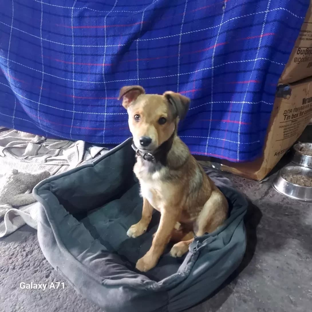 Shurik (Шурік), male 3yo Mixed Breed for adoption at Happy Paw Odesa