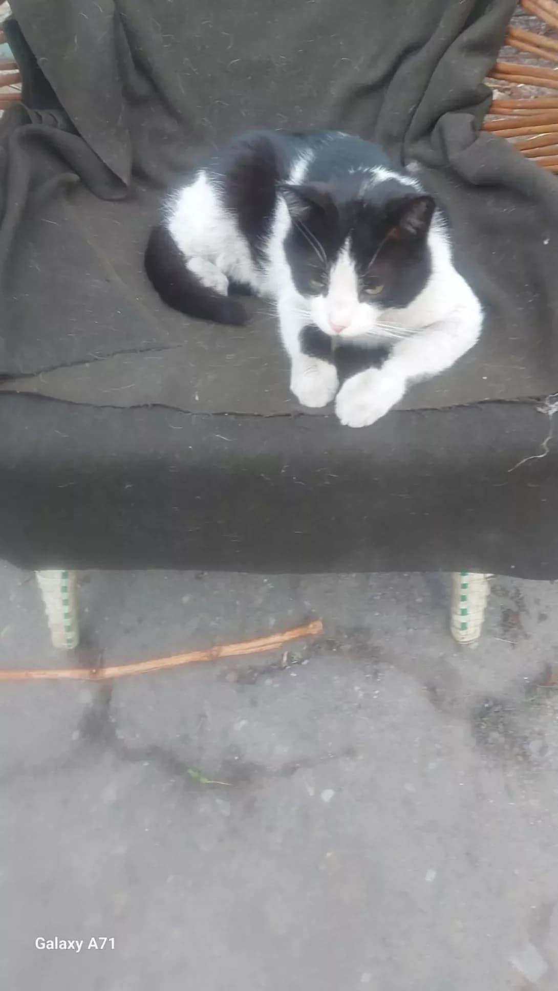 Martin (Мартін), male 6yo Mixed Breed for adoption at Happy Paw Odesa