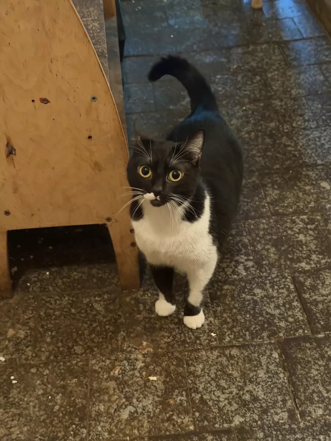 Ne maye (Не має), female young Mixed Breed for adoption at Happy Paw Odesa