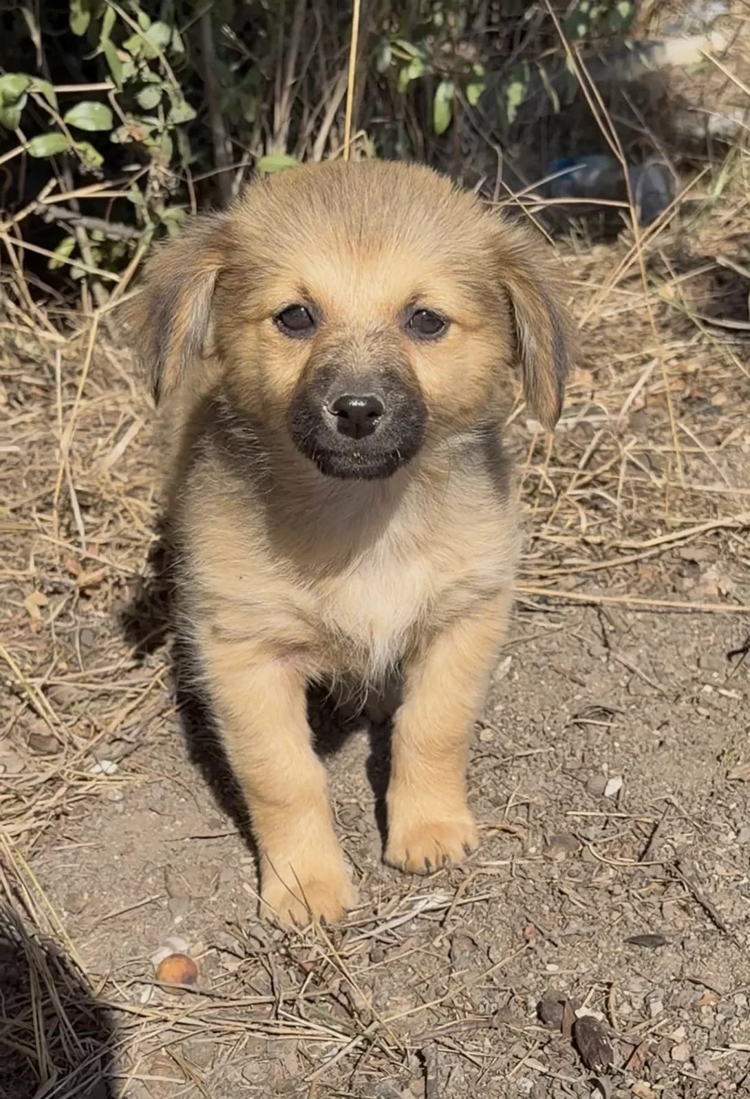 Bez klichki (Без клички), female puppy Mixed Breed for adoption at Happy Paw Odesa