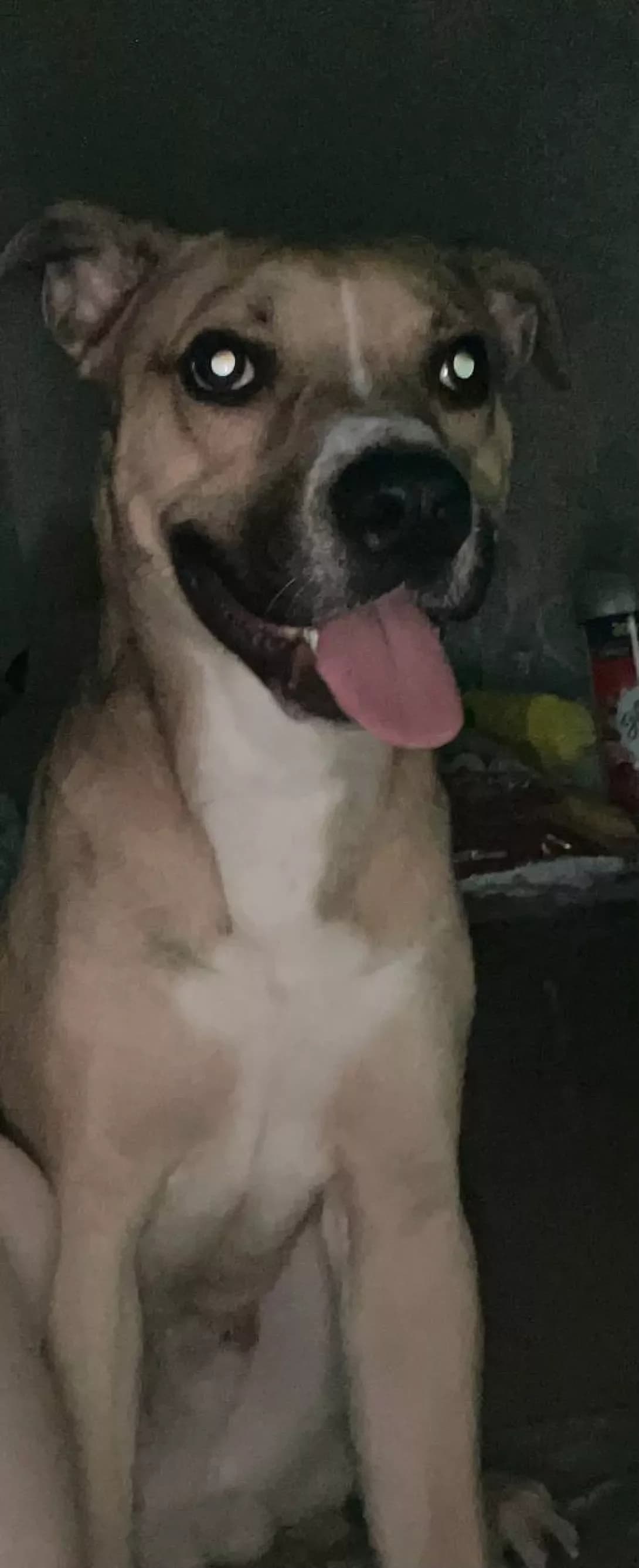 Ares (Арес), male young Mixed Breed for adoption at Happy Paw Odesa