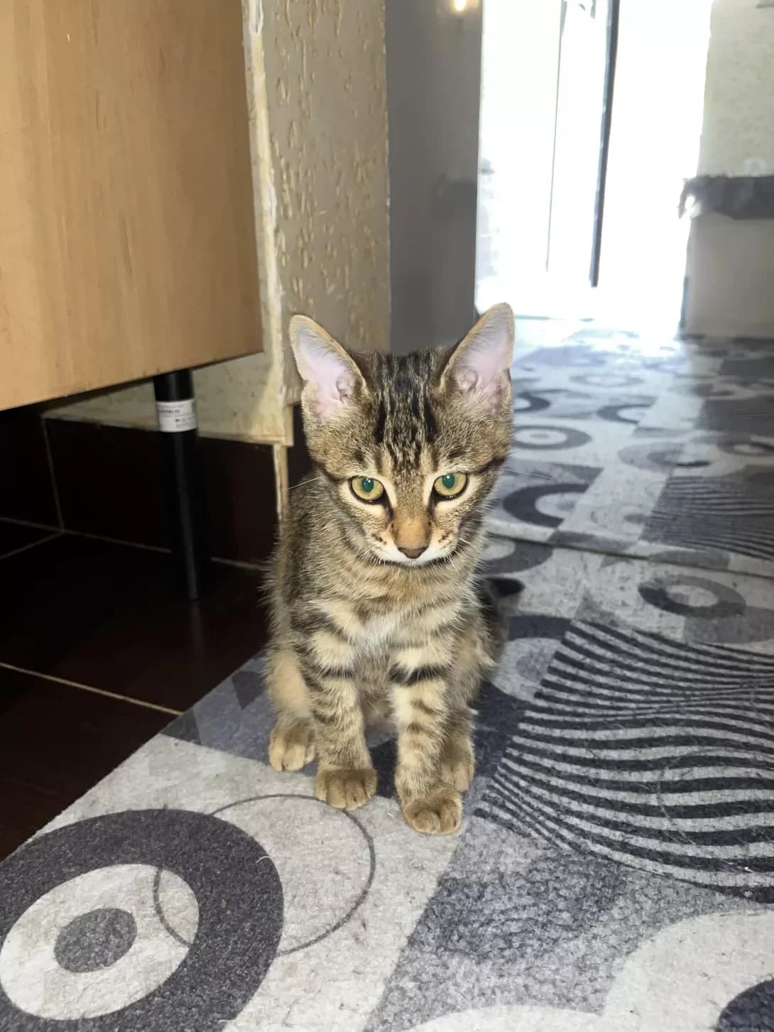 Vashe imʼya🤍 (Ваше імʼя🤍), female puppy Mixed Breed for adoption at Happy Paw Odesa