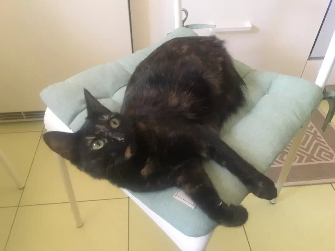 Bernadett (Бернадетт), female 6yo Mixed Breed for adoption at Happy Paw Odesa