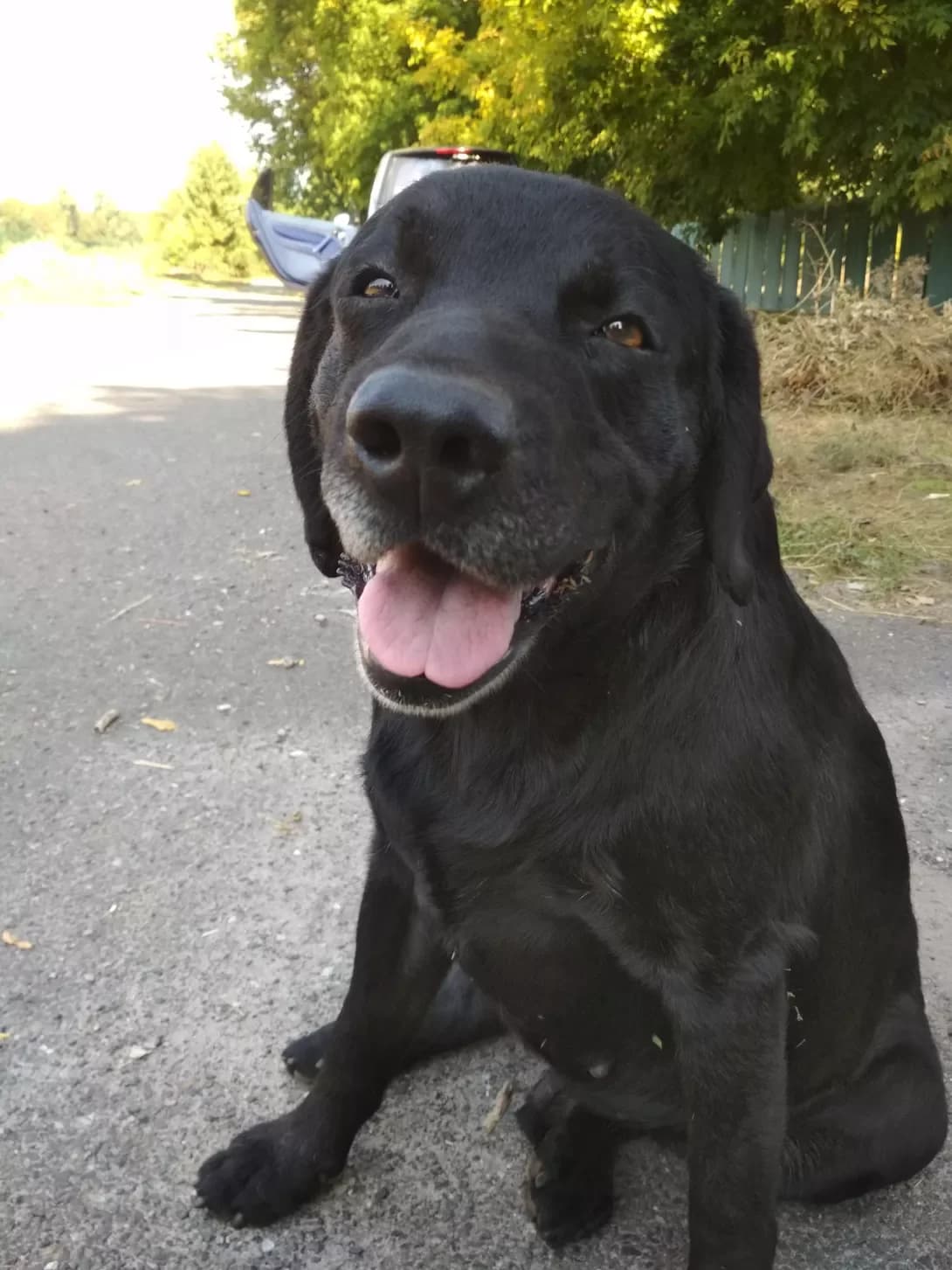 Gesha (Геша), male senior Mixed Breed for adoption at Happy Paw Poltava