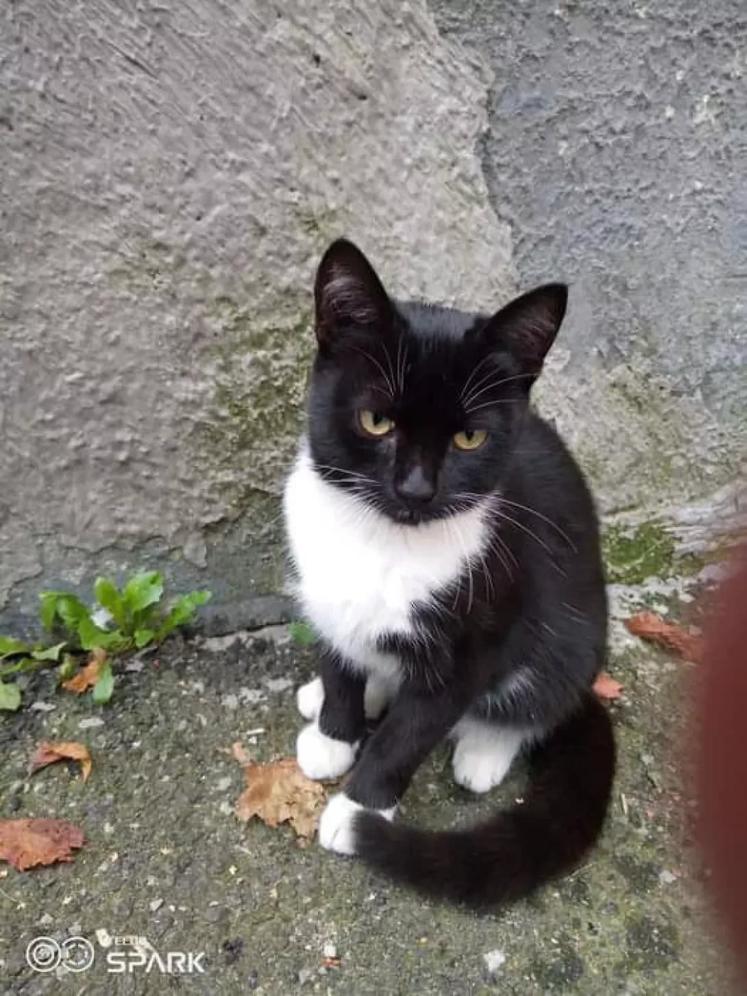 Divchinka (Дівчинка), female 4yo Mixed Breed for adoption at Happy Paw Poltava