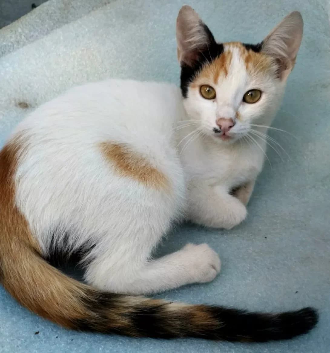 Sofi, Mila ta Mik (Софі, Міла та Мік), female 3yo Mixed Breed for adoption at Happy Paw Poltava
