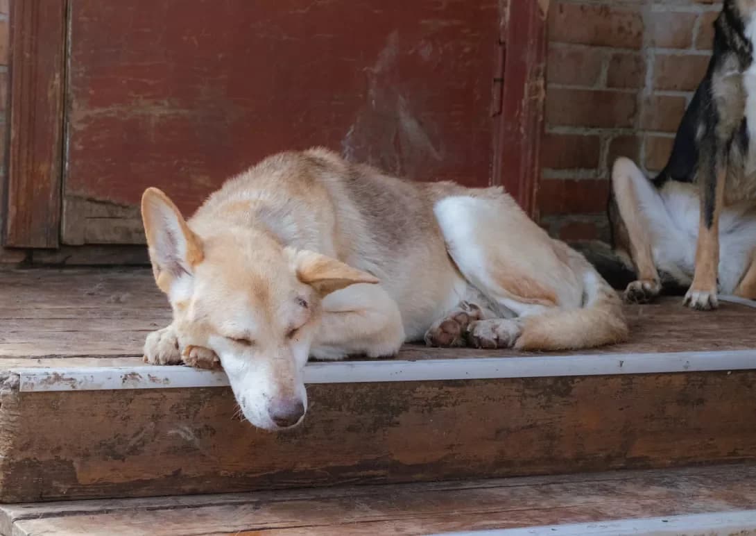 Vulf (Вульф), male senior Mixed Breed for adoption at Happy Paw Poltava