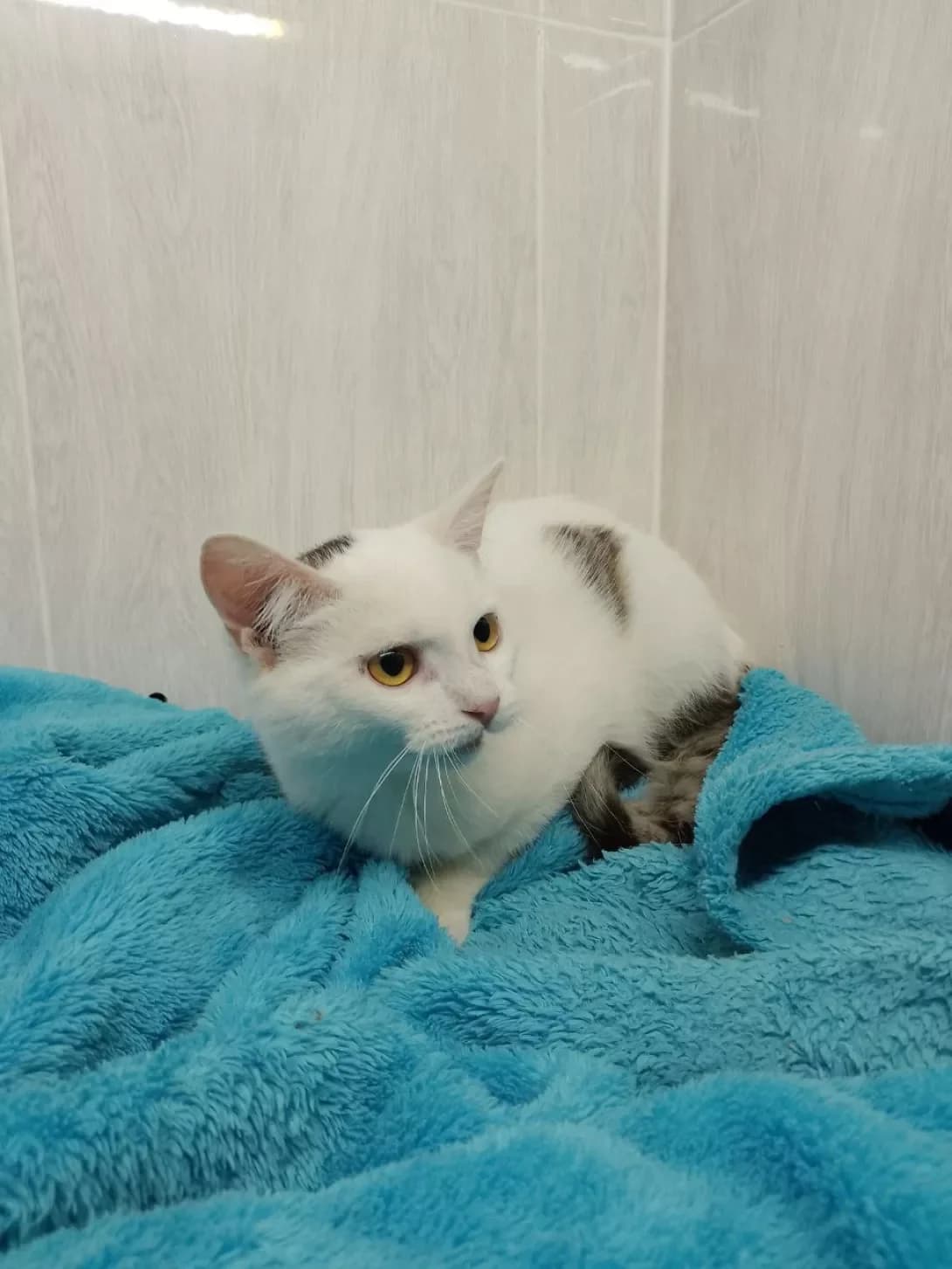 Bekki (Беккі), female young Mixed Breed for adoption at Happy Paw Poltava