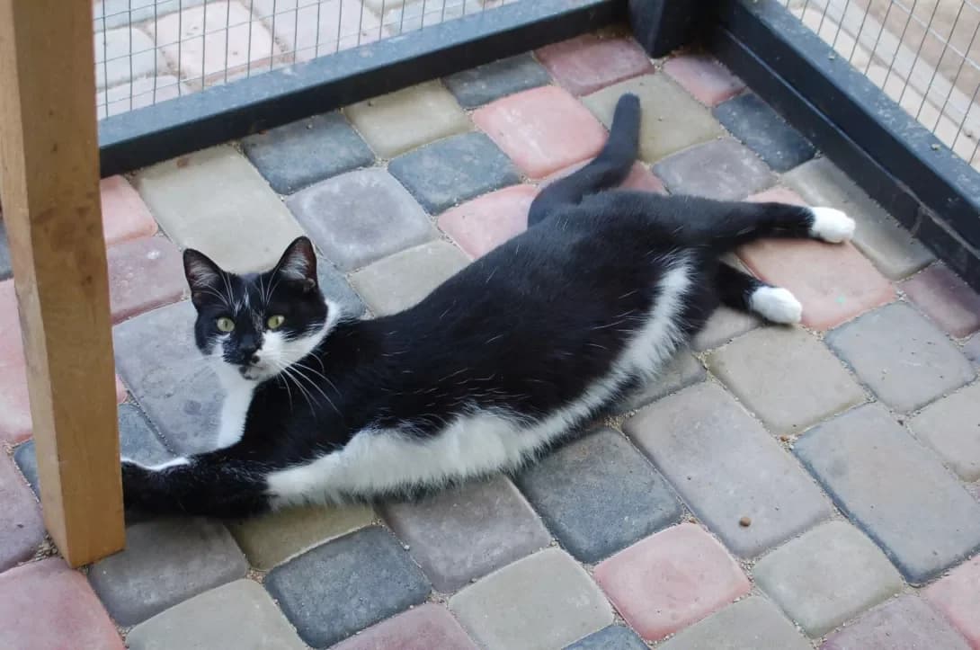Felisiya (Фелісія), female 5yo Mixed Breed for adoption at Happy Paw Poltava