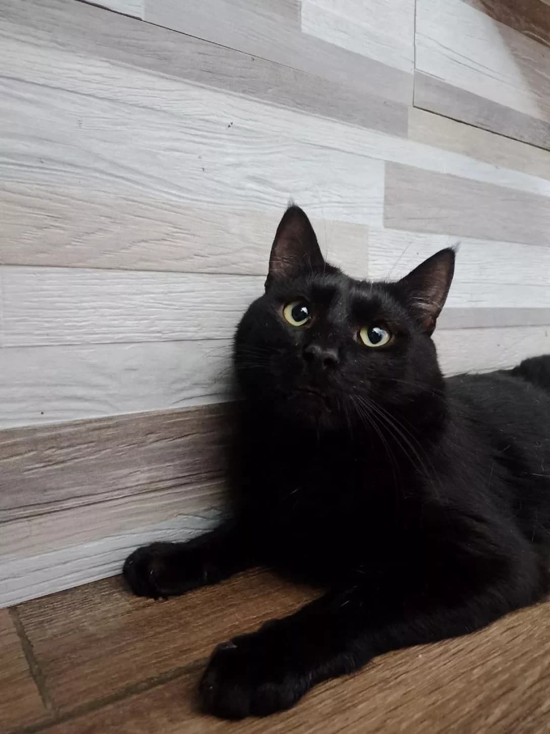 Lunya (Луня), male 3yo Mixed Breed for adoption at Happy Paw Poltava
