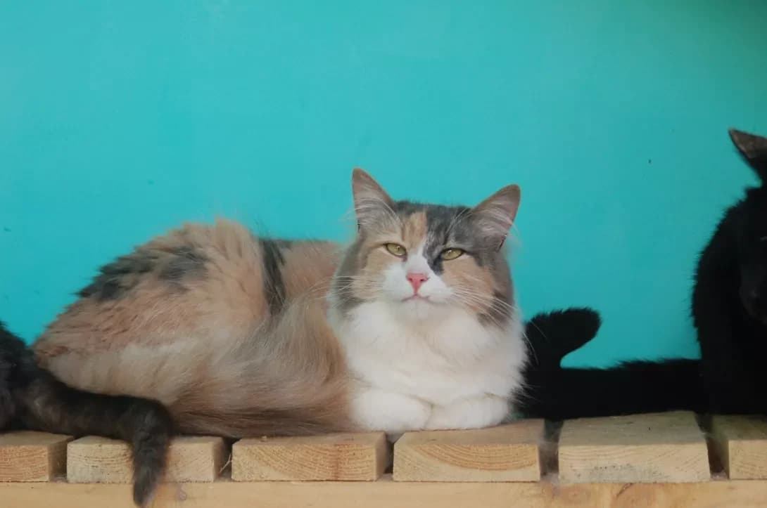 Masha (Маша), female 5yo Mixed Breed for adoption at Happy Paw Poltava