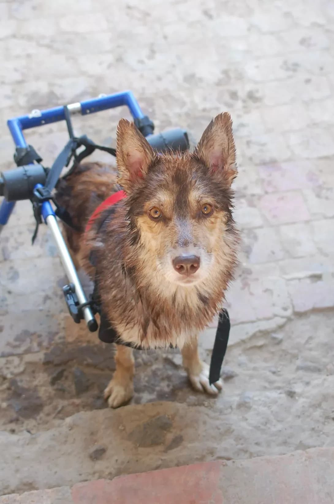 Richard (Річард), male 4yo Husky for adoption at Happy Paw Poltava