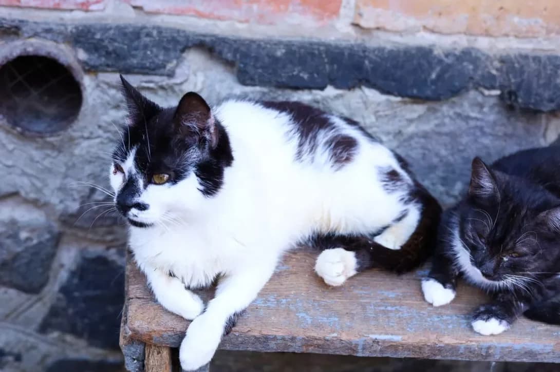 Kleopatra (Клеопатра), female 4yo Mixed Breed for adoption at Happy Paw Poltava