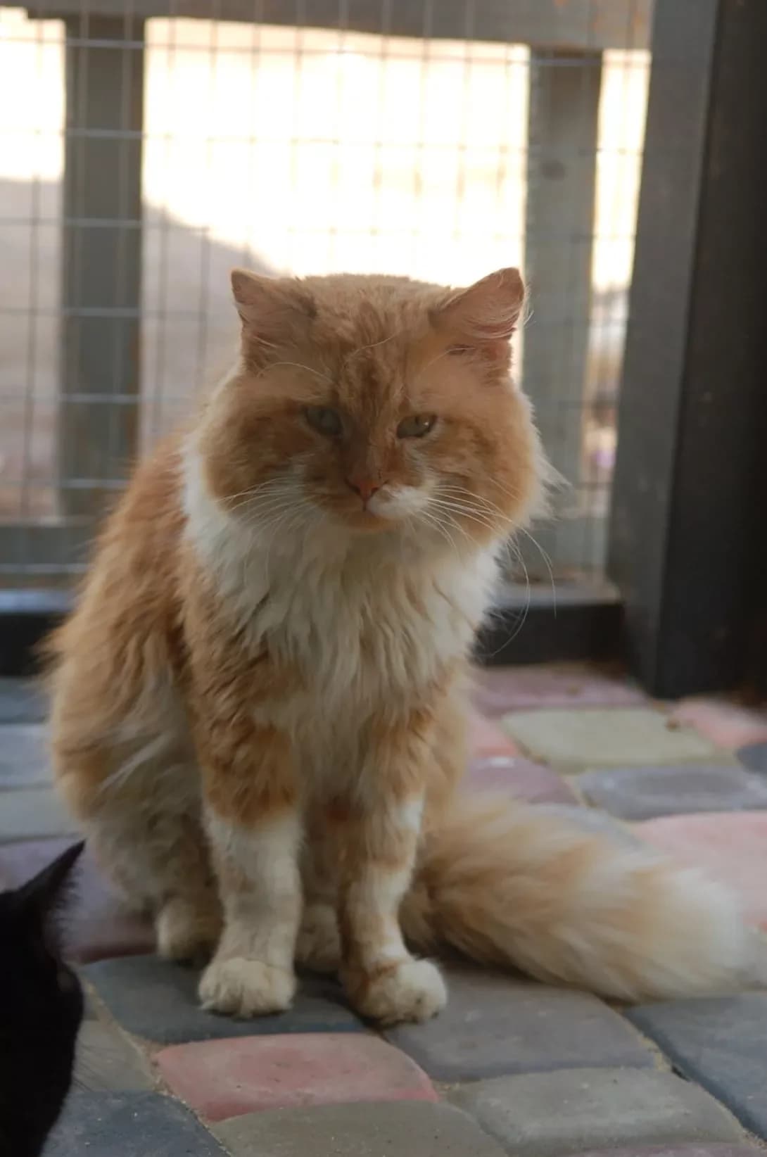 Nevil (Невіл), male 4yo Mixed Breed for adoption at Happy Paw Poltava