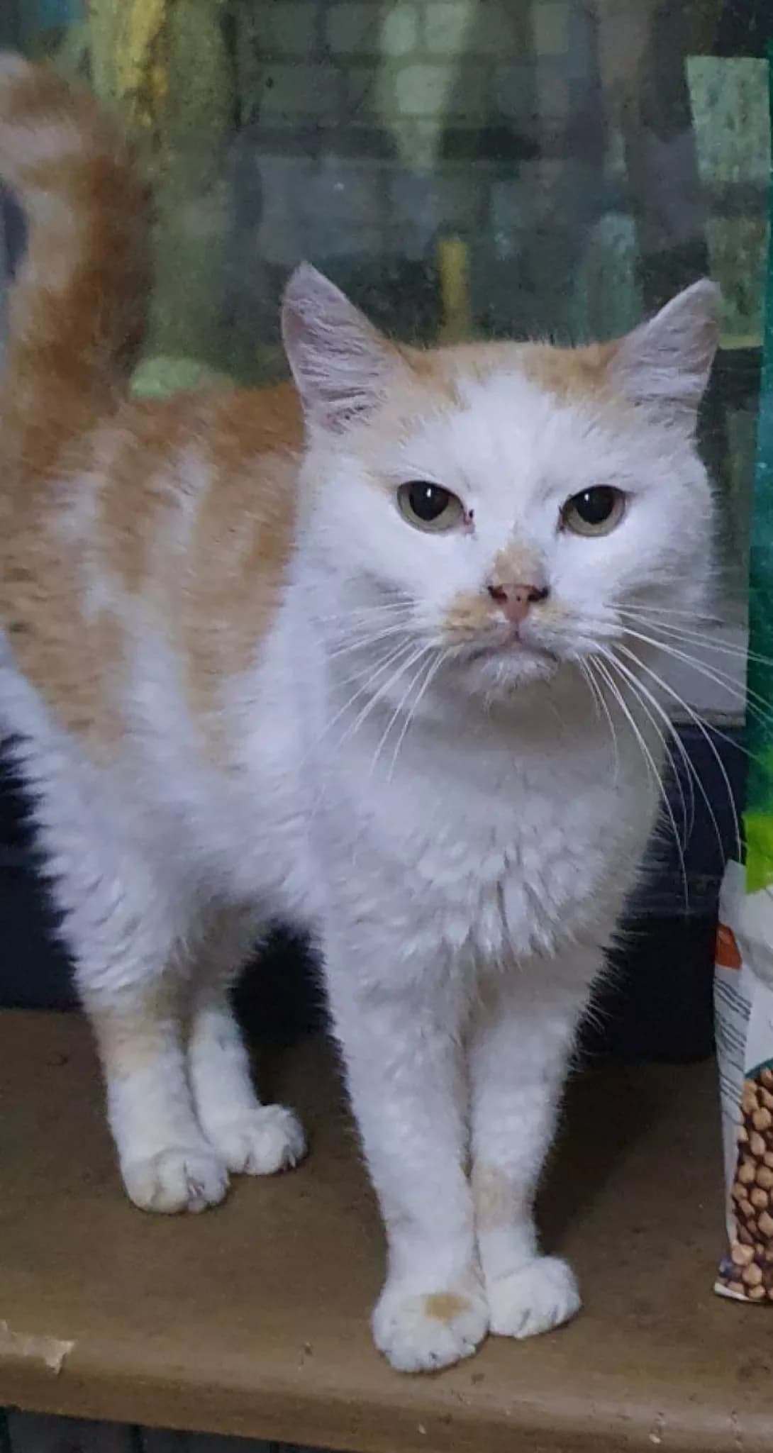 Venya (Веня), male 6yo Mixed Breed for adoption at Happy Paw Poltava