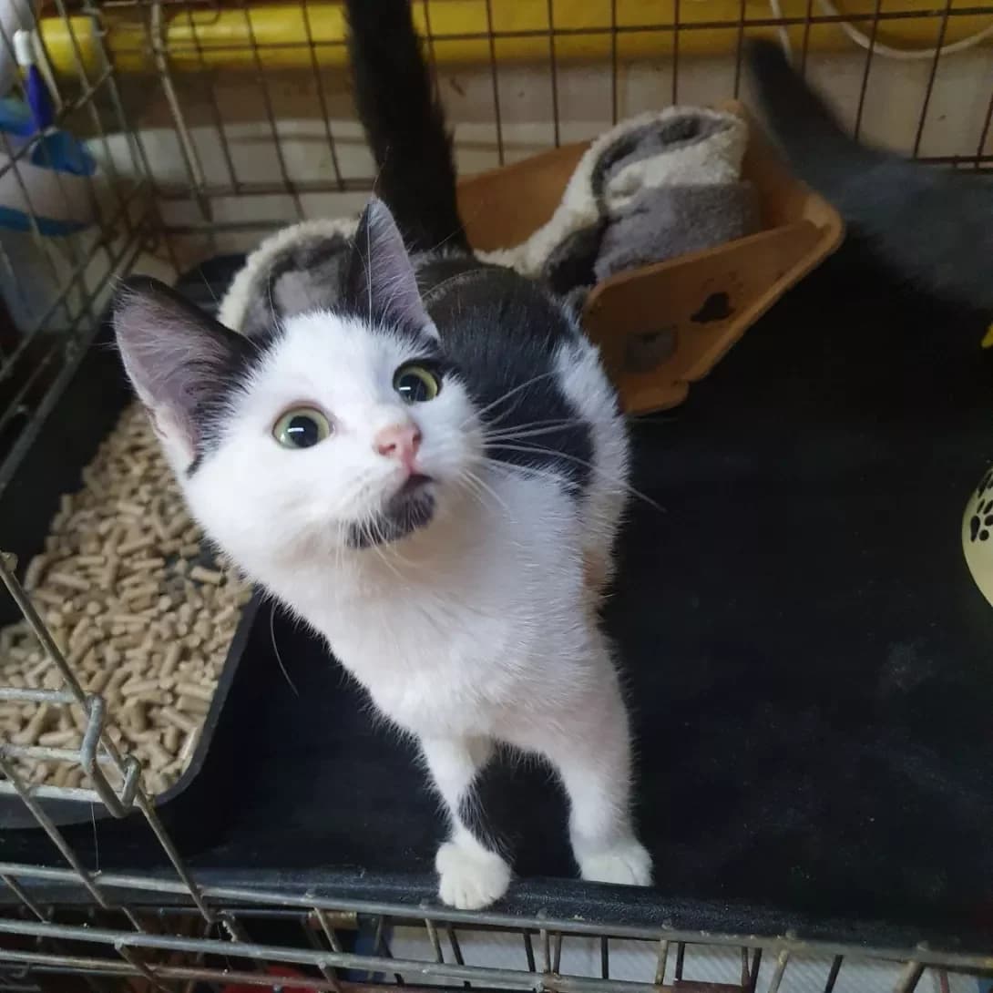 Mayya (Майя), female young Mixed Breed for adoption at Happy Paw Poltava