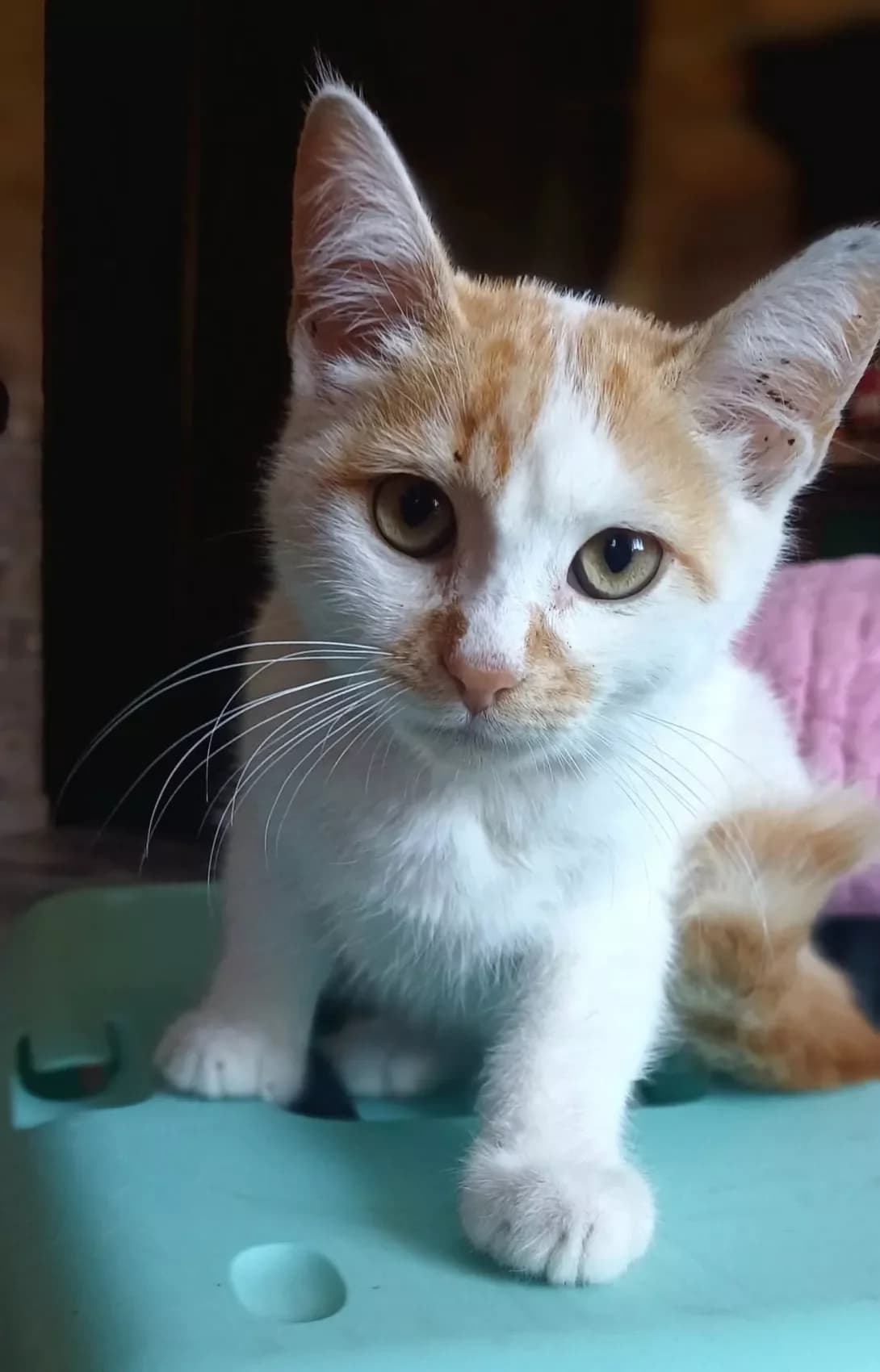 MALIK (МАЛІК), male young Mixed Breed for adoption at Happy Paw Poltava