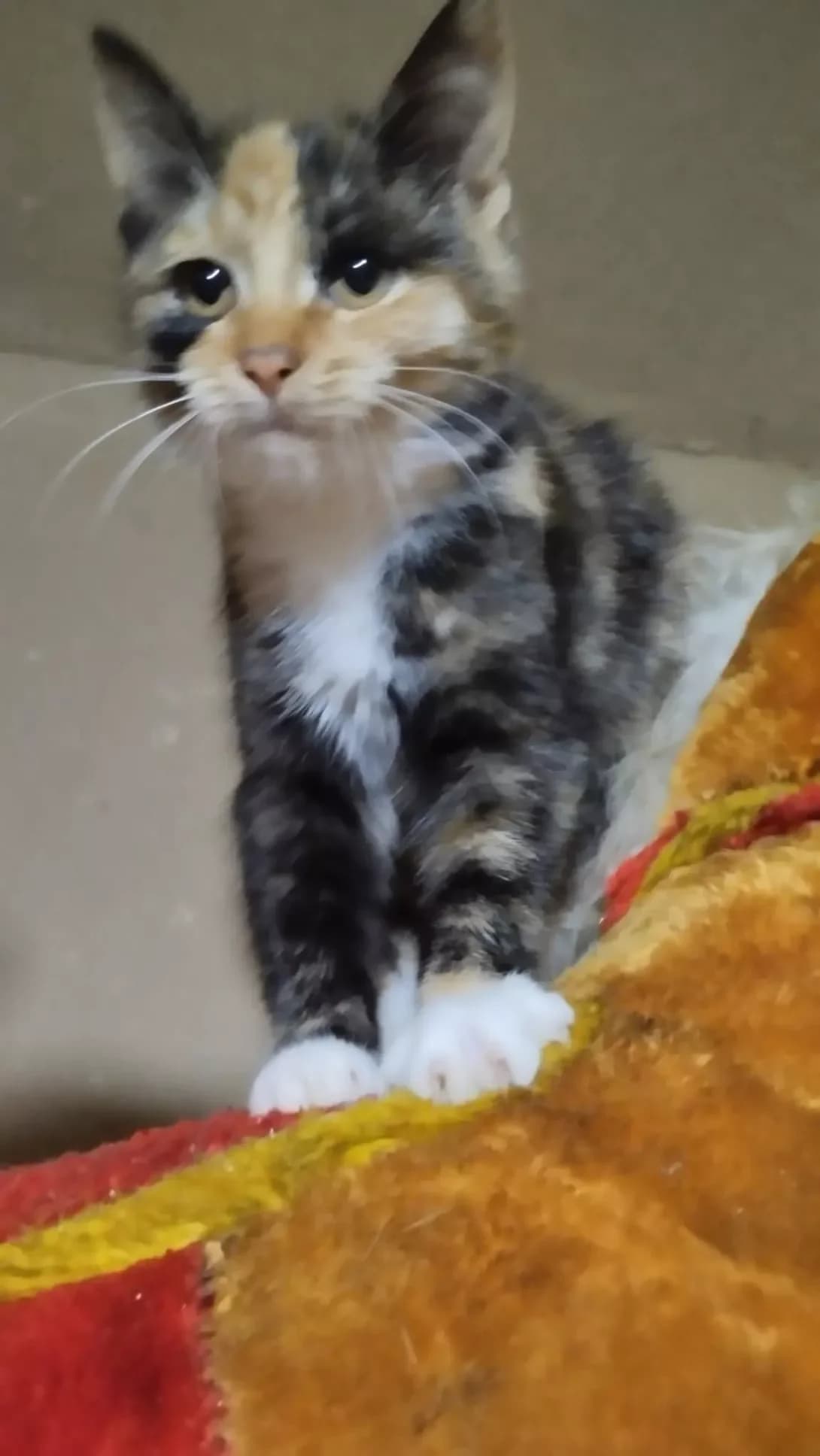 Koshenyatko divchinka (Кошенятко дівчинка), female young Mixed Breed for adoption at Happy Paw Poltava
