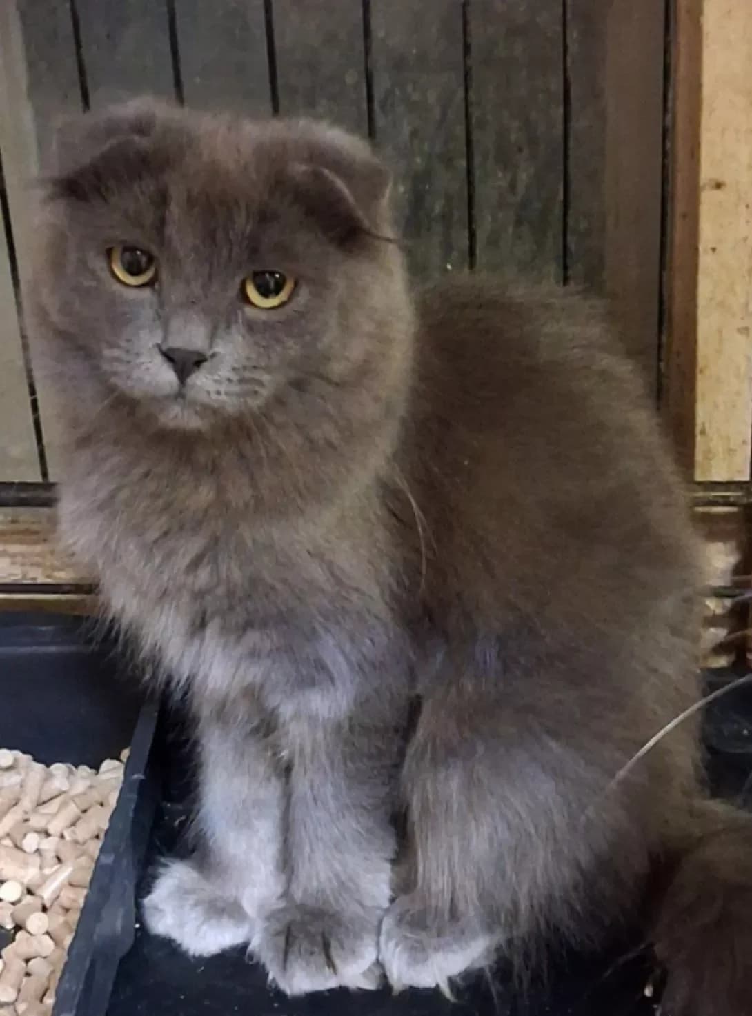Dimok (Димок), male young Mixed Breed for adoption at Happy Paw Poltava