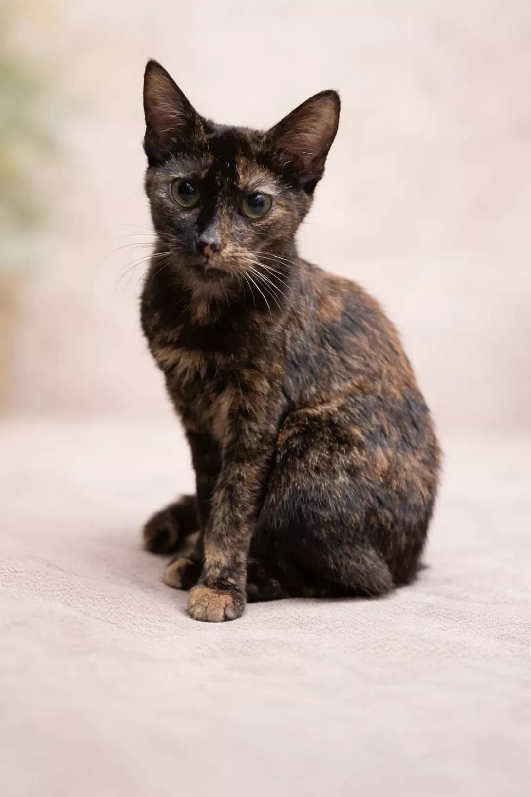Molli (Моллі), female young Mixed Breed for adoption at Happy Paw Poltava