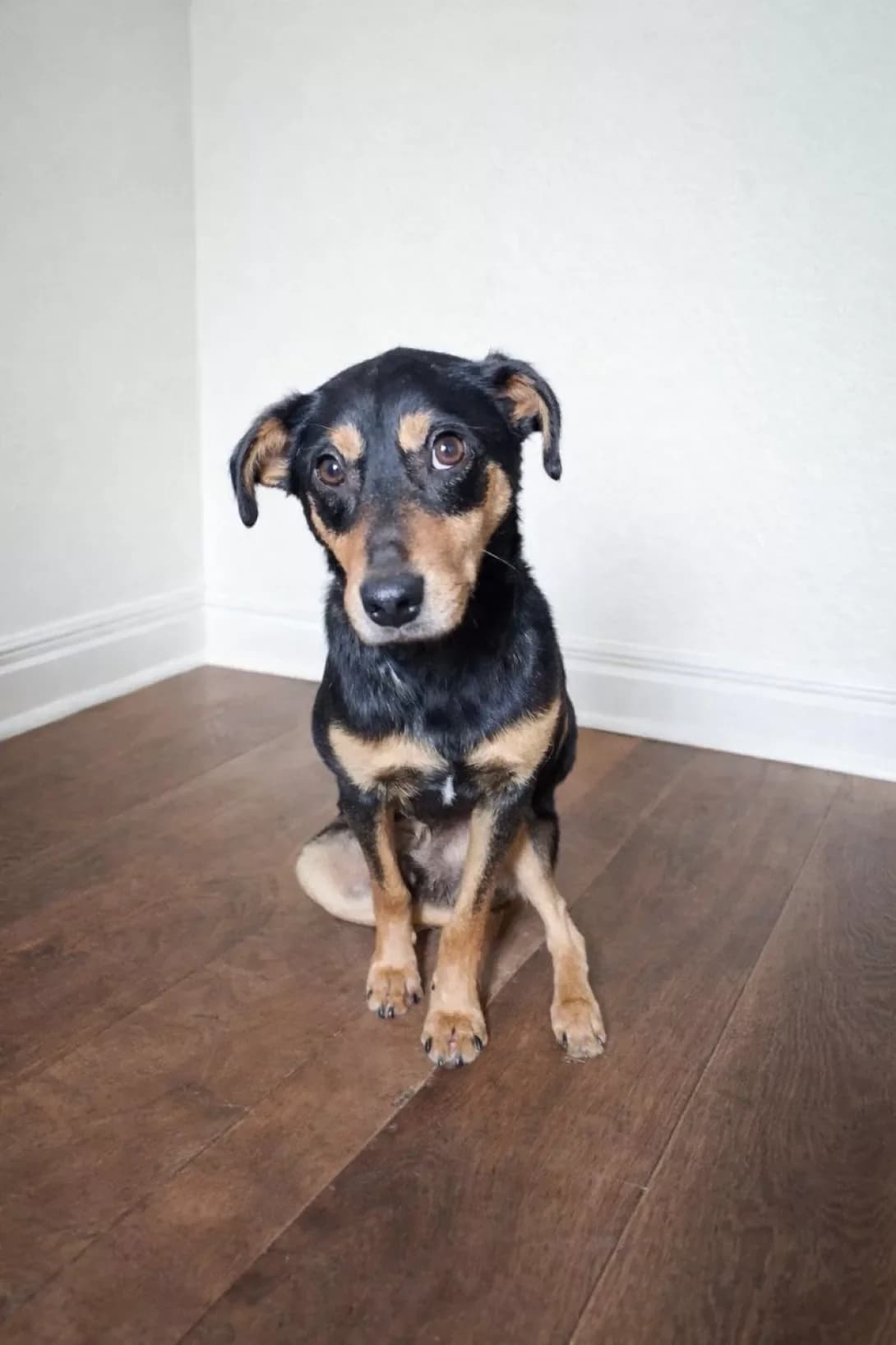 Tobi (Тобі), male young Mixed Breed for adoption at Happy Paw Poltava
