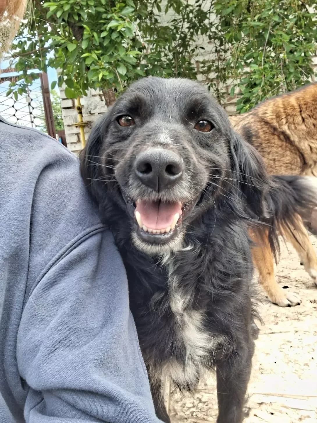 Poprigusha (Попригуша), male 5yo Mixed Breed for adoption at Happy Paw Poltava