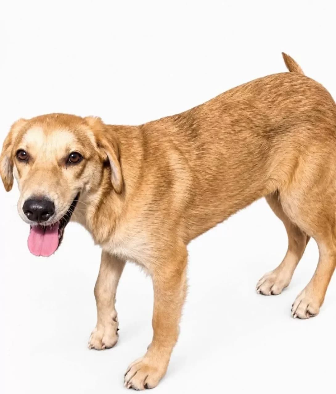 Tima (Тіма), male puppy Mixed Breed for adoption at Happy Paw Poltava