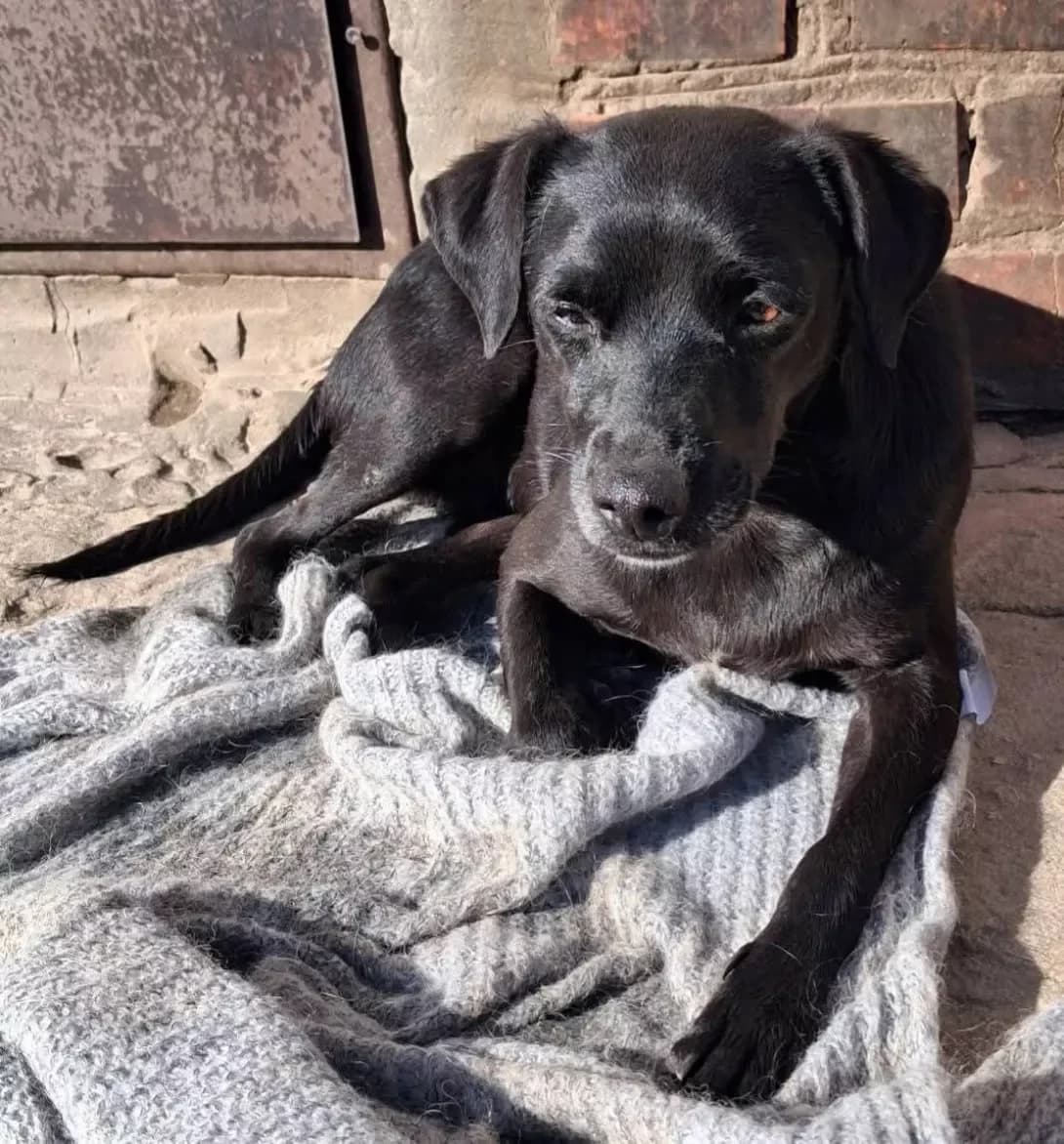 Zhanet (Жанет), female 3yo Mixed Breed for adoption at Happy Paw Poltava