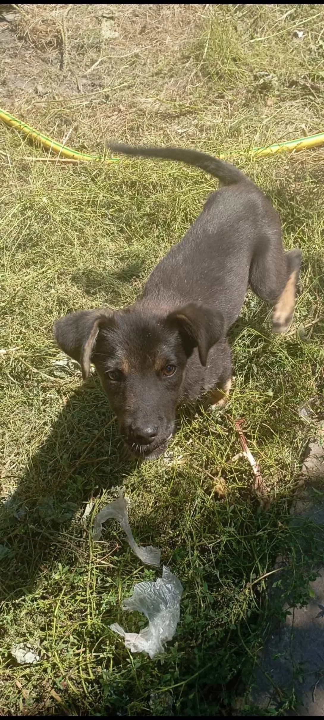 Mishka (Мишка), female puppy Mixed Breed for adoption at Happy Paw Poltava
