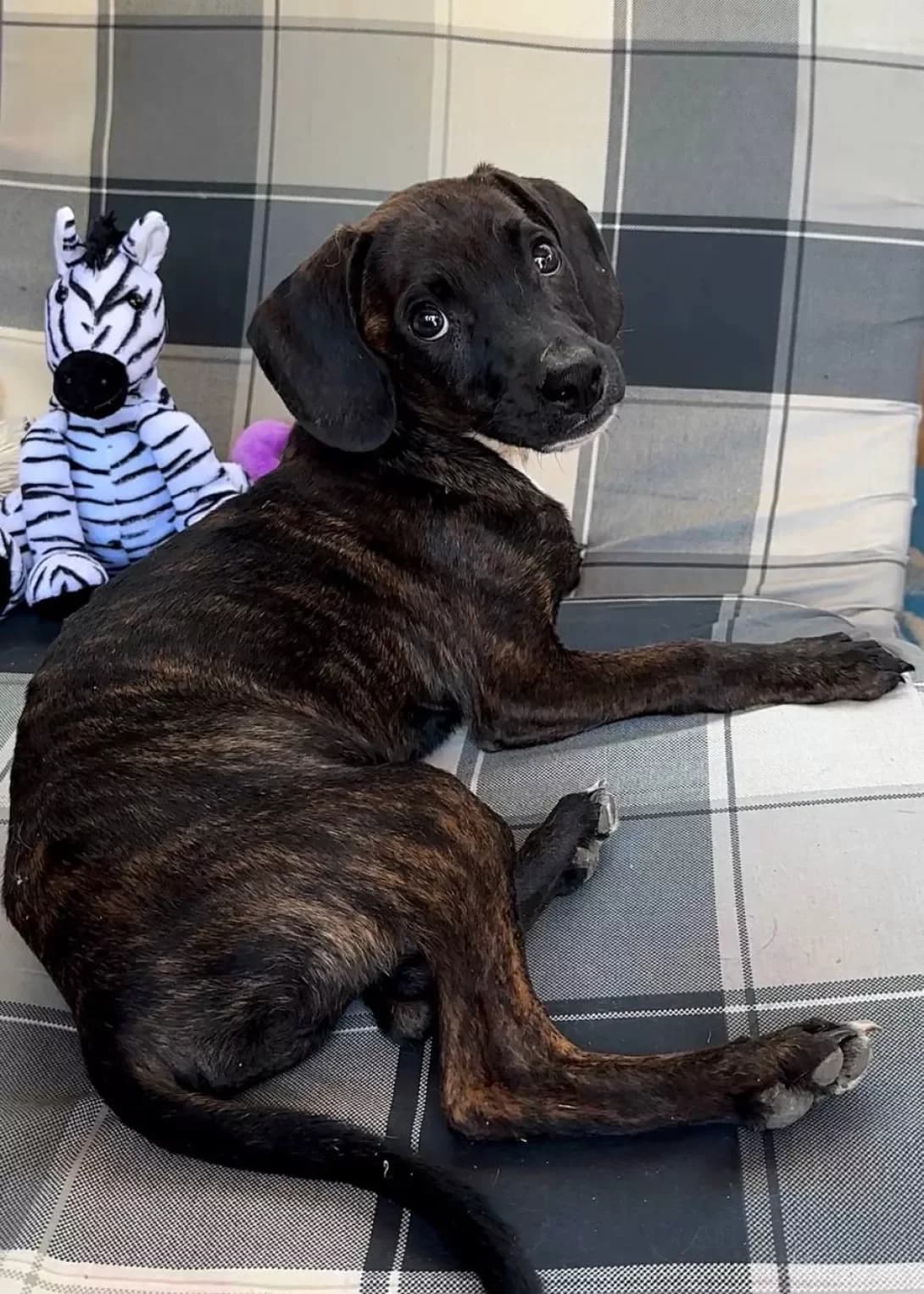 Vini (Віні), male young Mixed Breed for adoption at Happy Paw Poltava