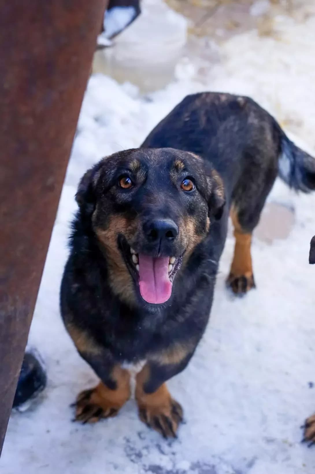 Gora (Гора), female young Mixed Breed for adoption at Happy Paw Poltava