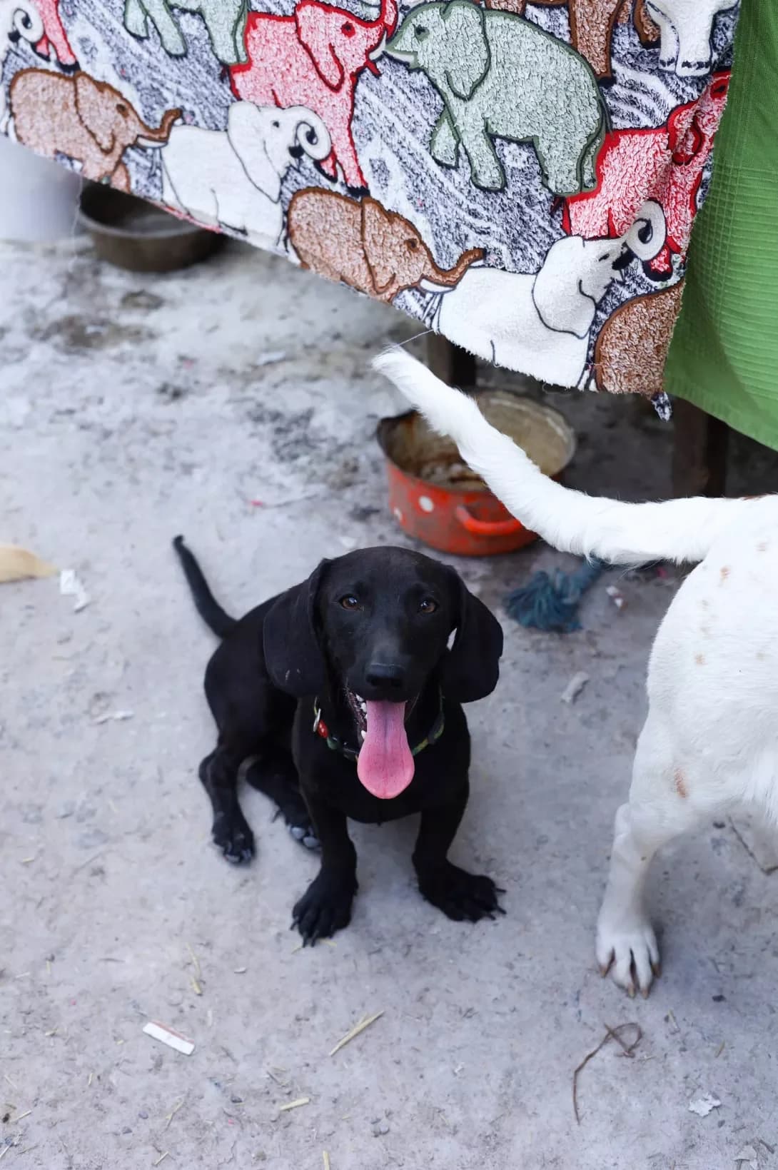 Boris (Борис), male puppy Mixed Breed for adoption at Happy Paw Poltava