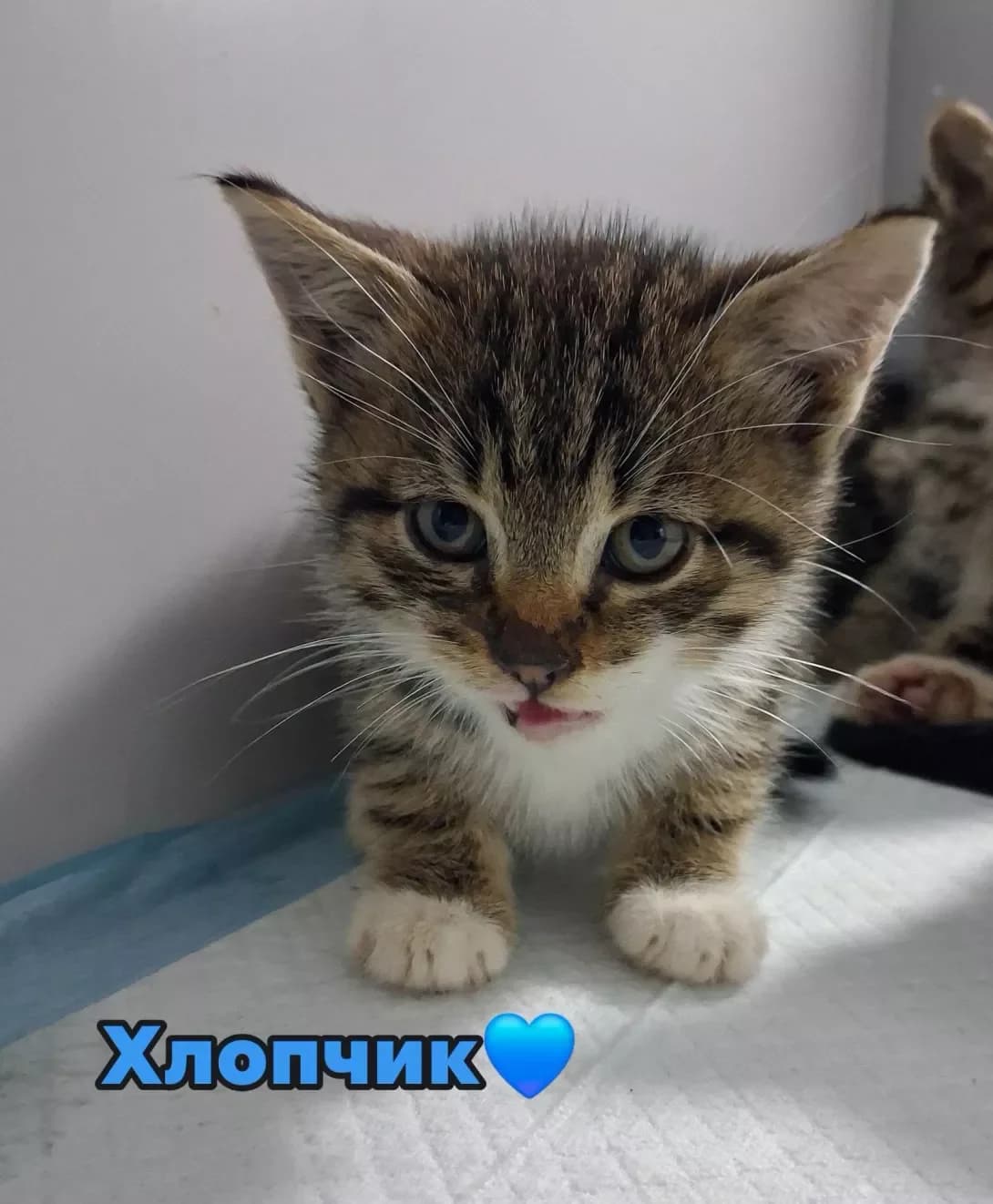 koshenyatko khlopchik (кошенятко хлопчик), male puppy Mixed Breed for adoption at Happy Paw Poltava