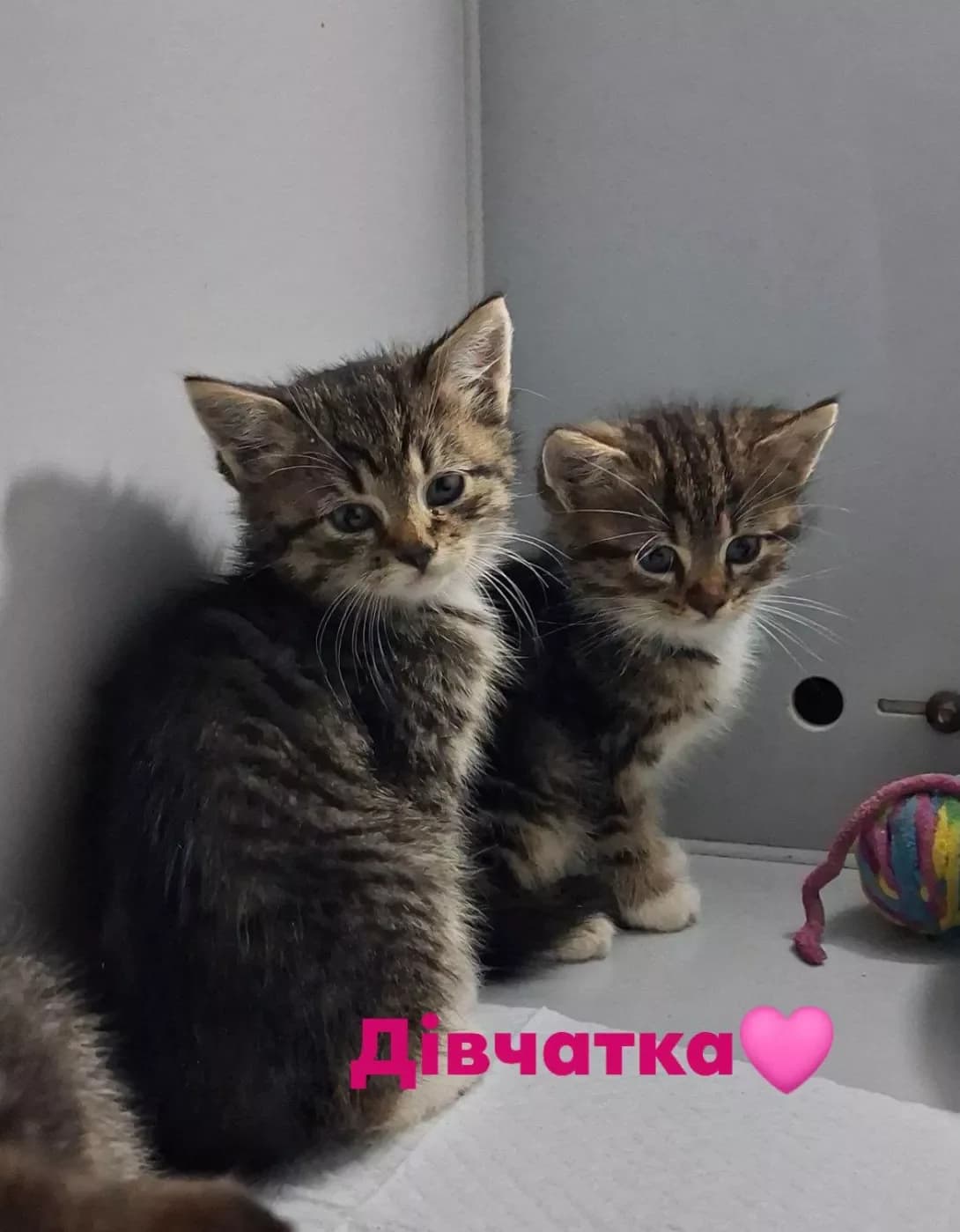 Divchatka koshenyatka (Дівчатка кошенятка), female puppy Mixed Breed for adoption at Happy Paw Poltava