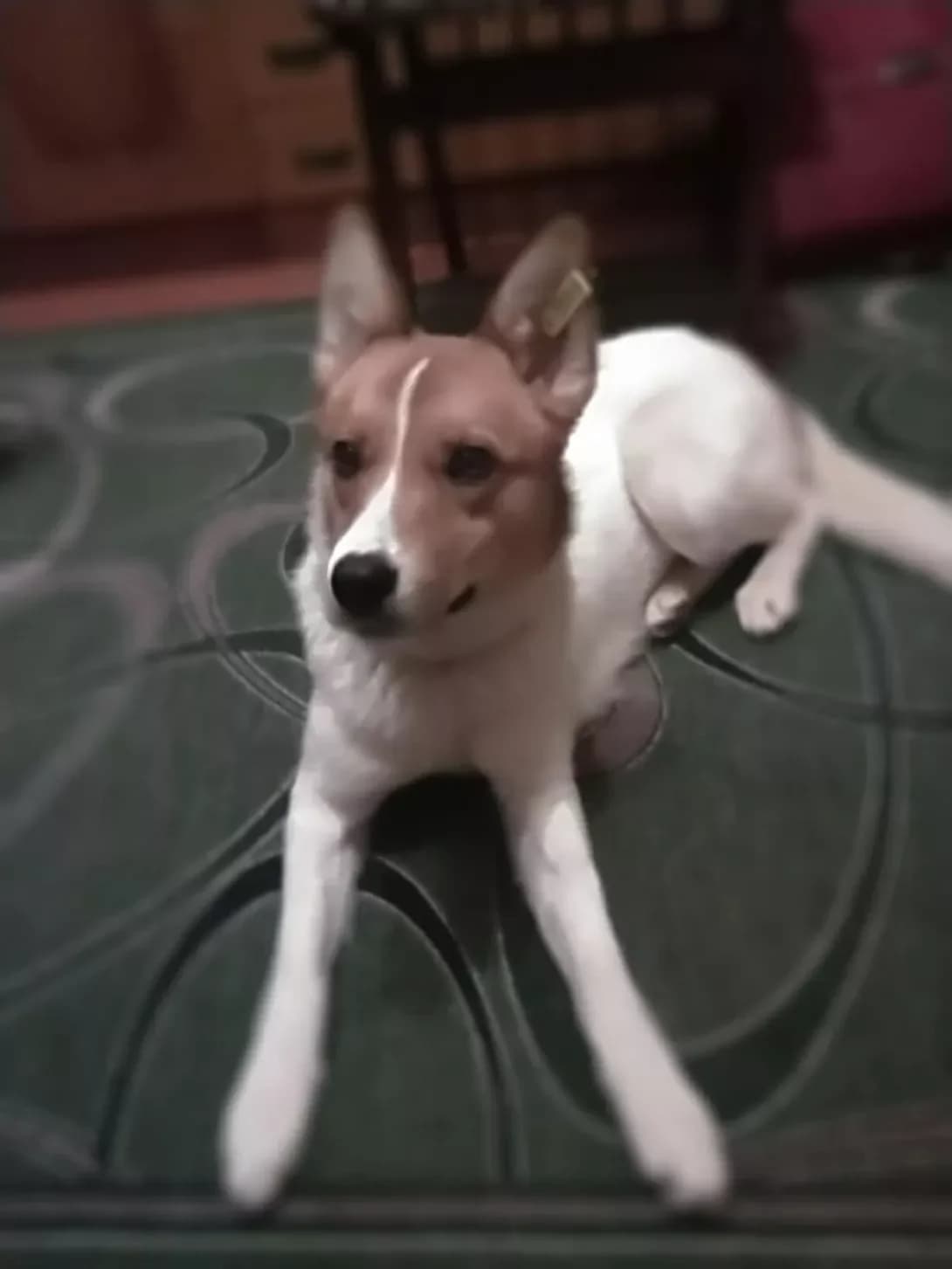 Dzhessika (Джессіка), female 5yo Mixed Breed for adoption at Happy Paw Poltava