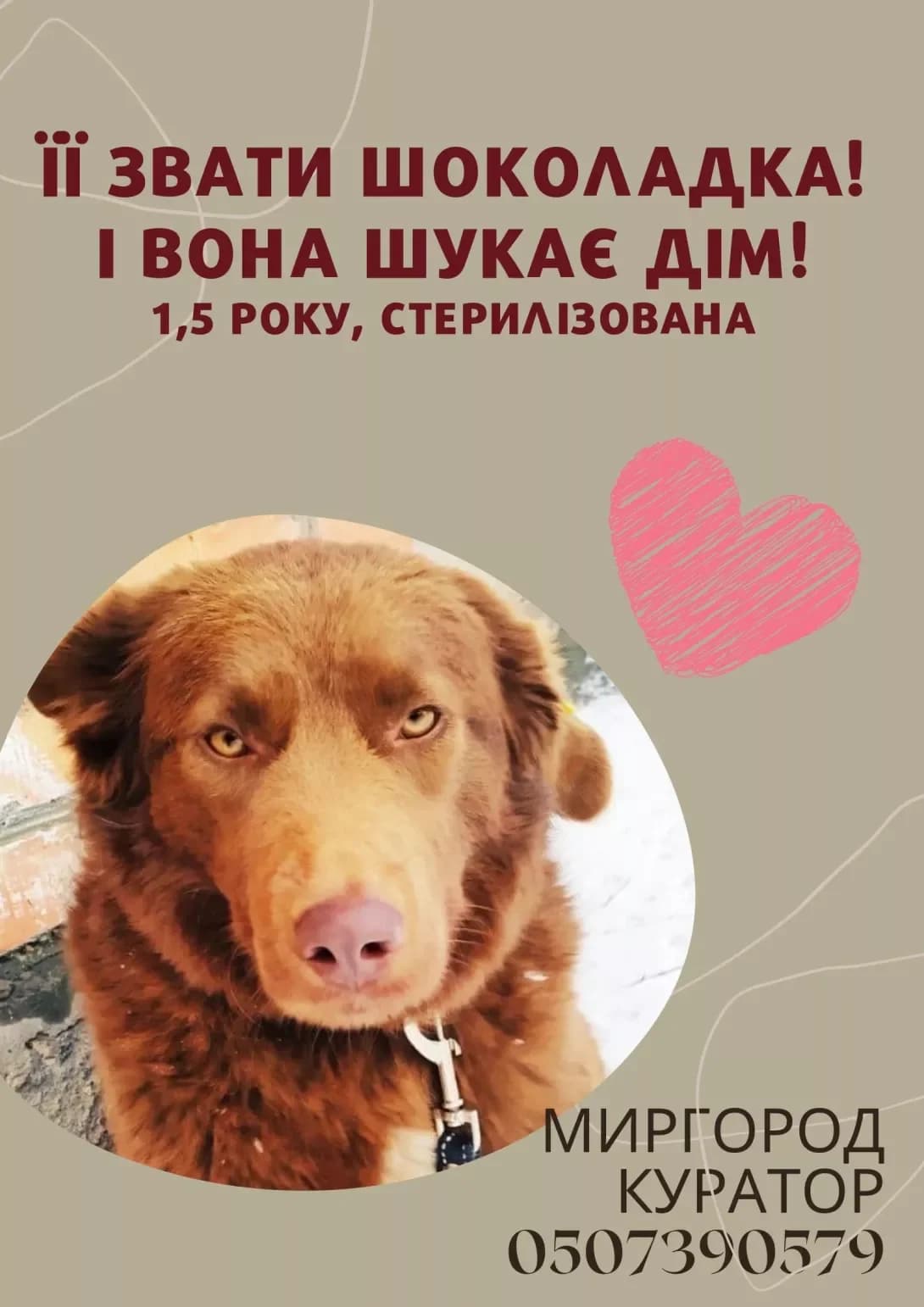 Shokoladka (Шоколадка), female 5yo Mixed Breed for adoption at Happy Paw Poltava