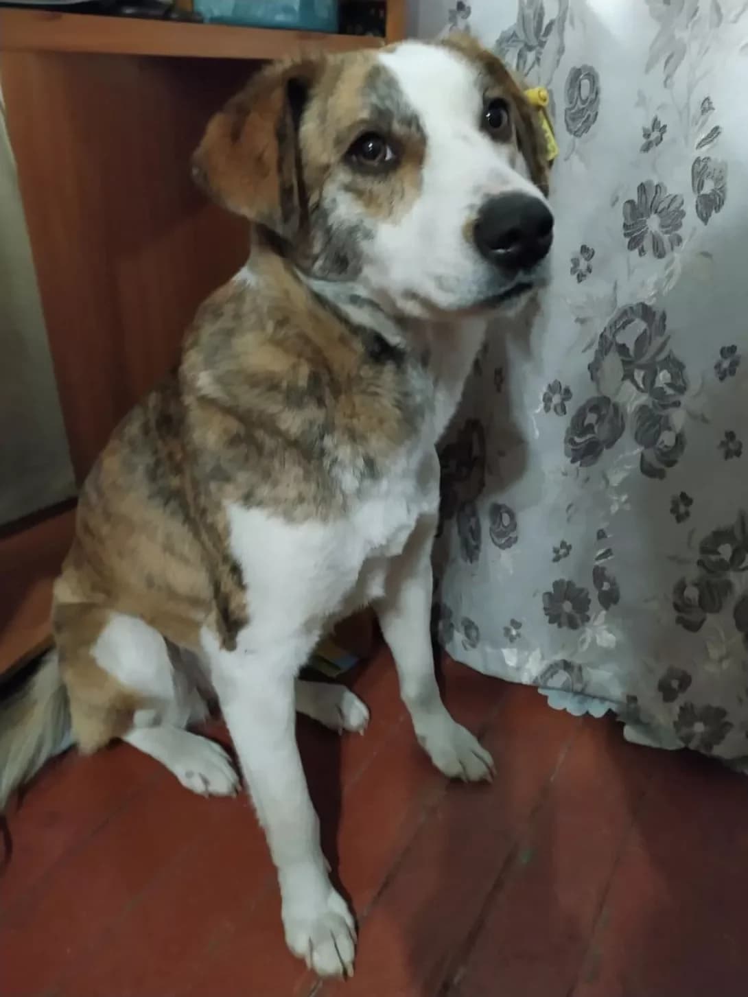 Tayra (Тайра), female 5yo Mixed Breed for adoption at Happy Paw Poltava