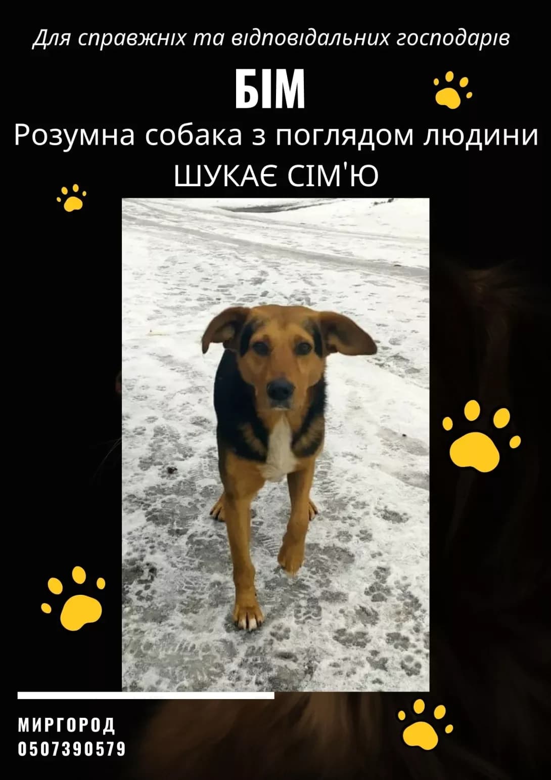 Bim (Бім), male 5yo Mixed Breed for adoption at Happy Paw Poltava