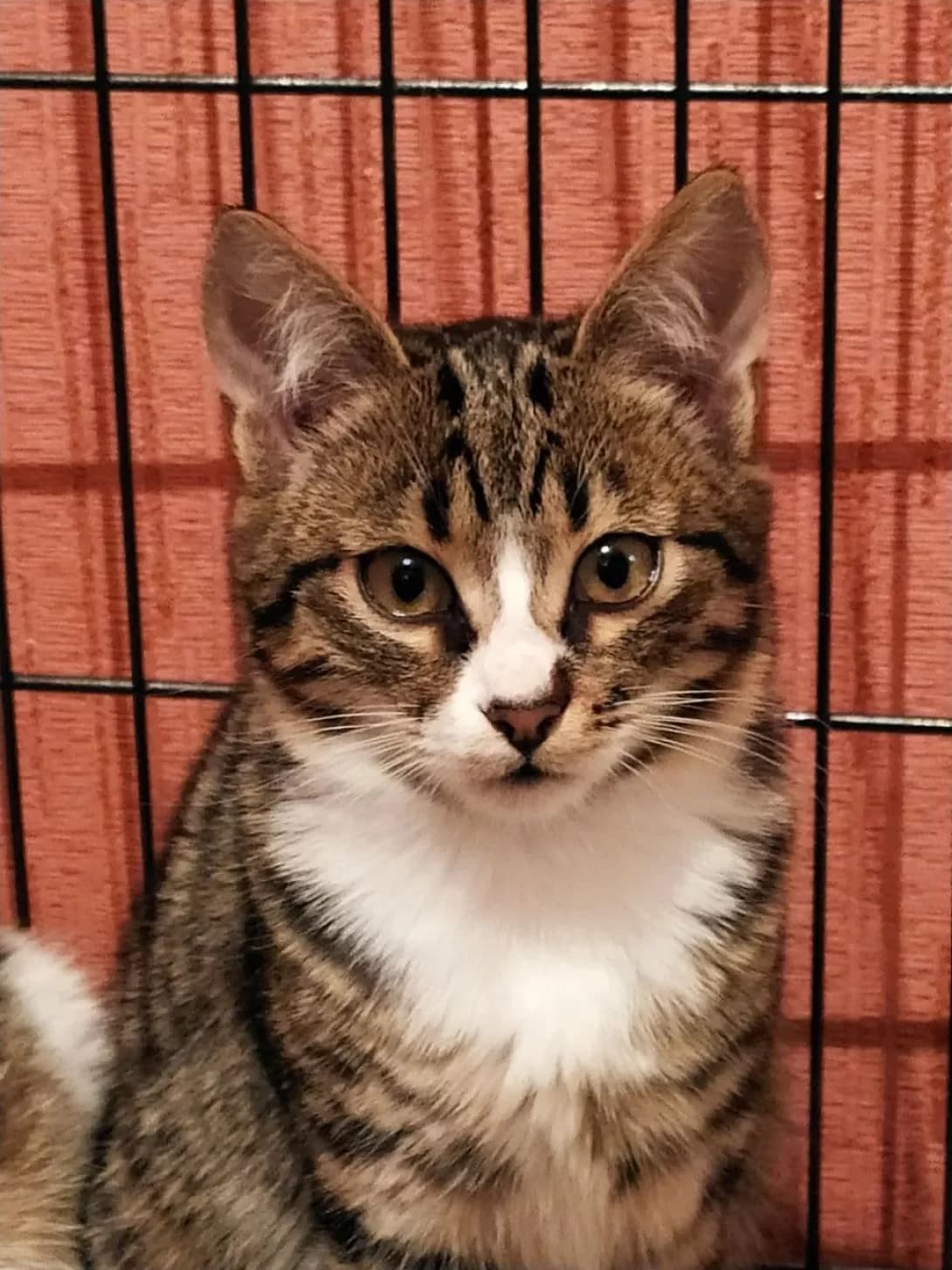 Krasunchik (Красунчик), male 5yo Mixed Breed for adoption at Happy Paw Poltava
