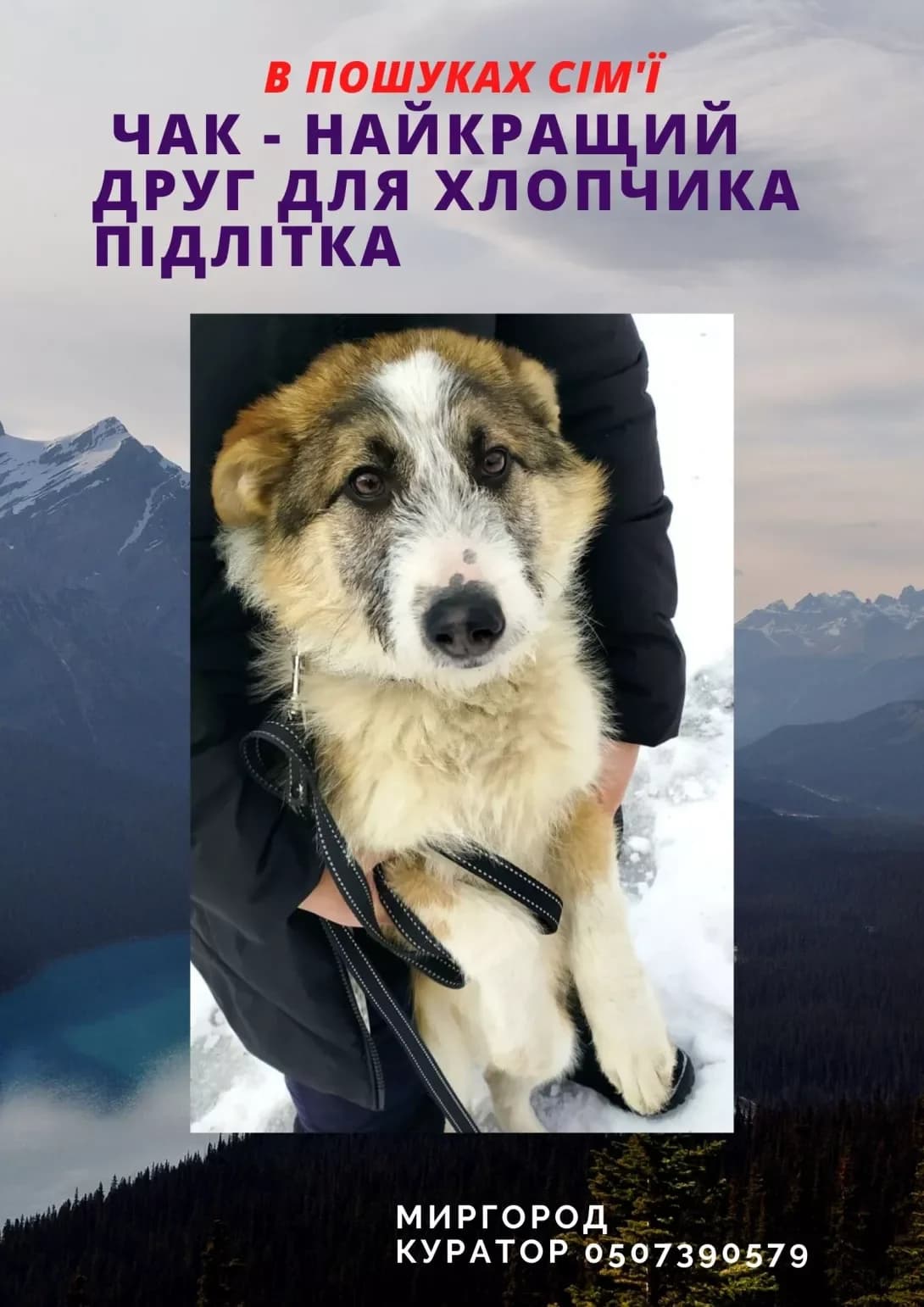 Chak (Чак), male 5yo Mixed Breed for adoption at Happy Paw Poltava