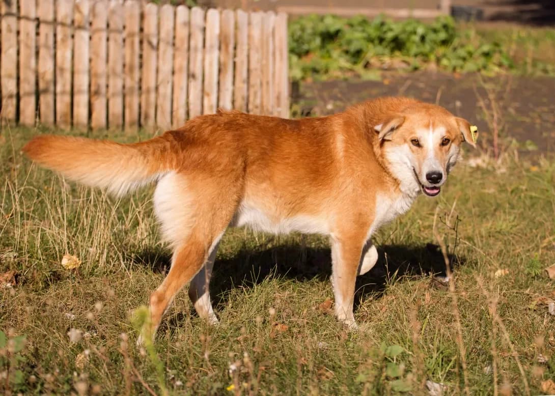 Rizhiy (Рижий), male 5yo Mixed Breed for adoption at Happy Paw Poltava