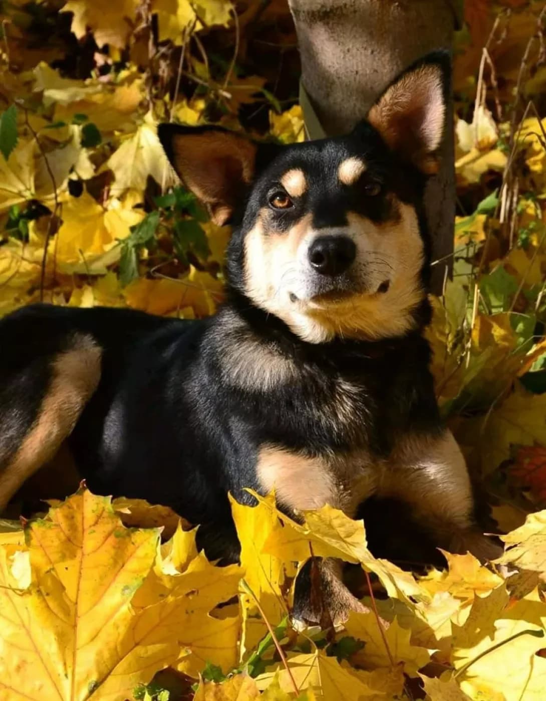 Marta (Марта), female 5yo Mixed Breed for adoption at Happy Paw Poltava
