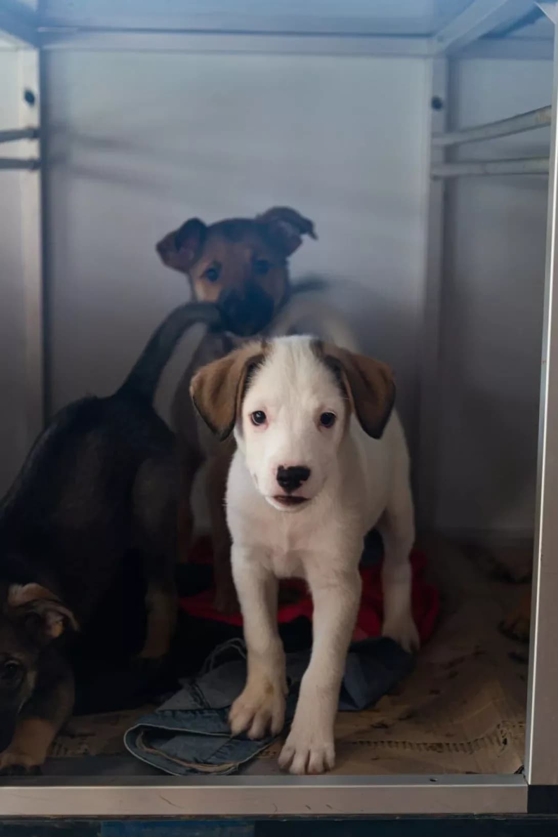 Mayk (Майк), male puppy Mixed Breed for adoption at Happy Paw Rivne Oblast
