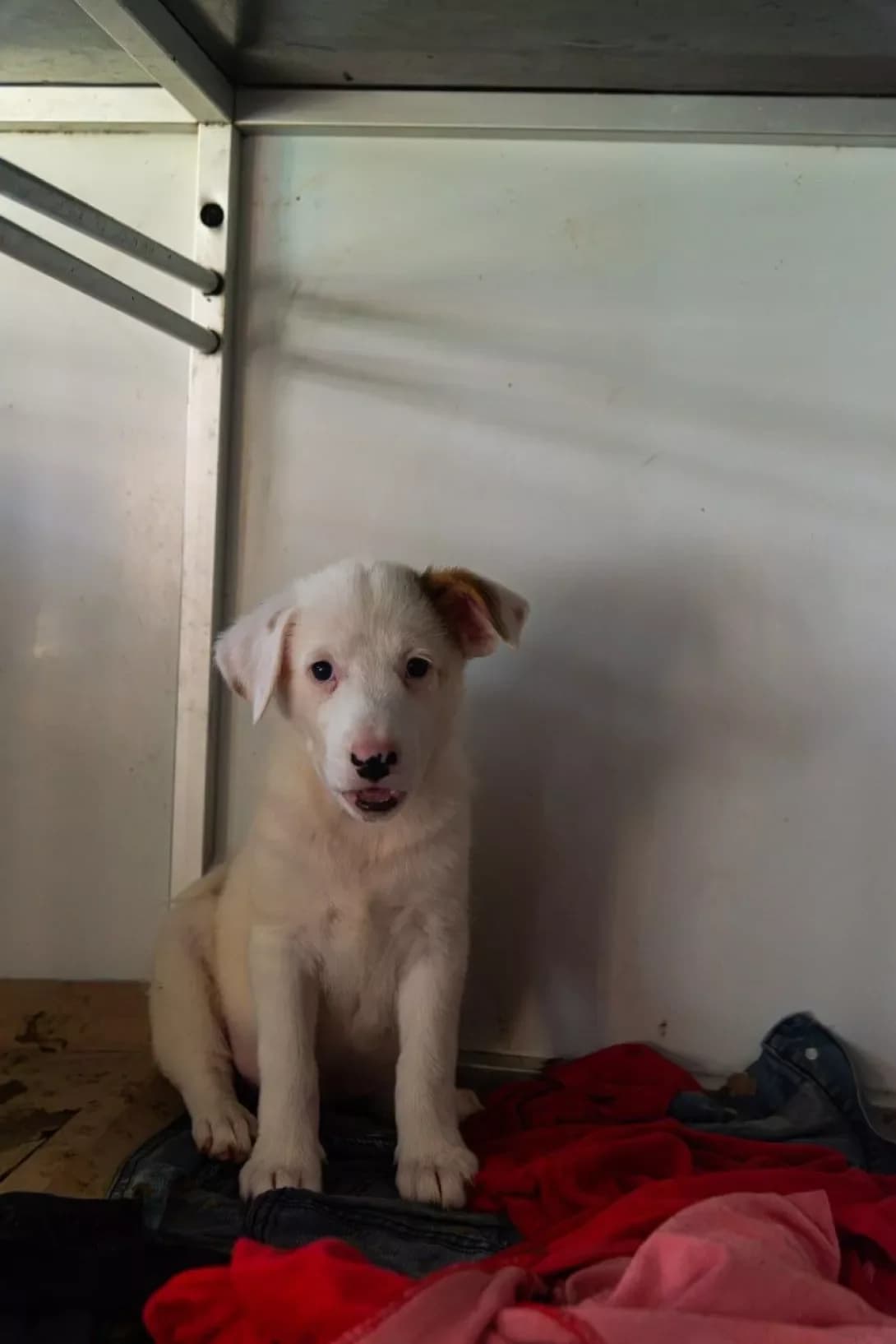 Emeli (Емелі), female puppy Mixed Breed for adoption at Happy Paw Rivne Oblast