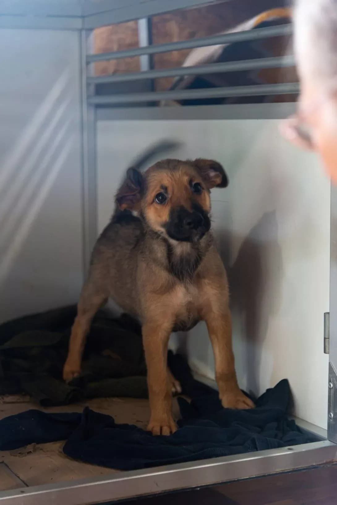 Monika (Моніка), female puppy Mixed Breed for adoption at Happy Paw Rivne Oblast